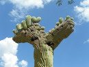 Saguaro Cactus